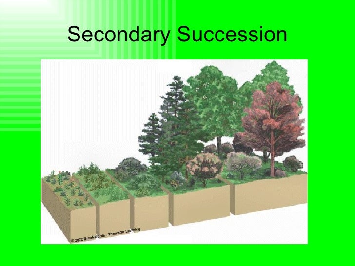primary and secondary succession venn diagram secondary succession related keywords secondary primary and secondary succession venn diagram secondary succession related keywords secondary