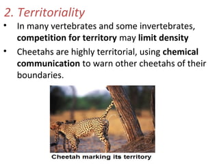 2. Territoriality
• In many vertebrates and some invertebrates,
competition for territory may limit density
• Cheetahs are highly territorial, using chemical
communication to warn other cheetahs of their
boundaries.
 
