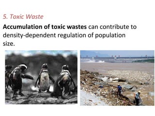 5. Toxic Waste
Accumulation of toxic wastes can contribute to
density-dependent regulation of population
size.
 