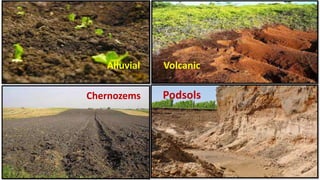 Alluvial Volcanic
Chernozems Podsols
 
