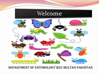 Department of Entomology BZU Multan Pakistan

 