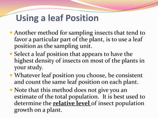 Using a leaf Position
 Another method for sampling insects that tend to

favor a particular part of the plant, is to use a leaf
position as the sampling unit.
 Select a leaf position that appears to have the
highest density of insects on most of the plants in
your study.
 Whatever leaf position you choose, be consistent
and count the same leaf position on each plant.
 Note that this method does not give you an
estimate of the total population. It is best used to
determine the relative level of insect population
growth on a plant.

 