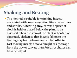 Shaking and Beating
 The method is suitable for catching insects
associated with lower vegetation like smaller trees
and shrubs. A beating tray, canvas or piece of
cloth is held or placed below the plant to be

assessed. Then the stem of the plant is beaten or
vigorously shaken so that insects fall on to the
beating tray from where they can be collected.
Fast moving insects however might easily escape
from the tray or canvas, therefore an aspirator can
be very helpful.

 