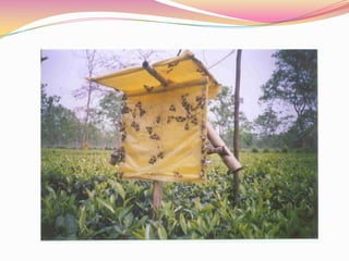 Population Estimation Methods of Insects by M.Salman