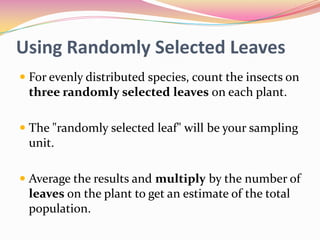 Using Randomly Selected Leaves
 For evenly distributed species, count the insects on
three randomly selected leaves on each plant.
 The "randomly selected leaf" will be your sampling
unit.
 Average the results and multiply by the number of

leaves on the plant to get an estimate of the total
population.

 