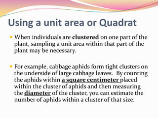 Using a unit area or Quadrat
 When individuals are clustered on one part of the
plant, sampling a unit area within that part of the
plant may be necessary.

 For example, cabbage aphids form tight clusters on
the underside of large cabbage leaves. By counting
the aphids within a square centimeter placed
within the cluster of aphids and then measuring
the diameter of the cluster, you can estimate the
number of aphids within a cluster of that size.

 