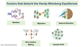 Understanding Population Genetics and the Hardy-Weinberg Principle ...