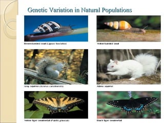 Genetic Variation in Natural PopulationsGenetic Variation in Natural Populations

 
