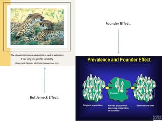 Founder Effect.
Bottleneck Effect.
 
