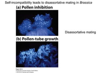 Disassortative Mating Examples Population genetics | PPT
