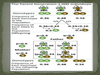 Population genetics-hardy weinberg equilibrium and non random matting | PPT