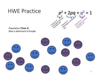 HWE Practice
16
Population (Time 3)
Blue is dominant to Purple
 
