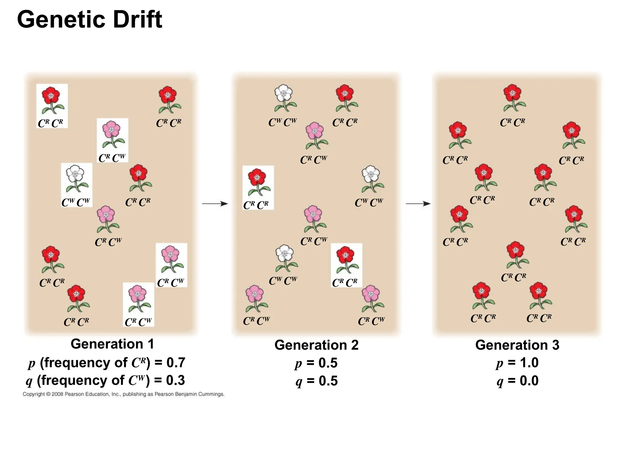 Genetic Drift
Generation 1
CW
CW
CR
CR
CR
CW
CR
CR
CR
CR
CR
CR
CR
CR
CR
CW
CR
CW
CR
CW
p (frequency of CR
) = 0.7
q (frequency of CW
) = 0.3
Generation 2
CR
CW
CR
CW
CR
CW
CR
CW
CW
CW
CW
CW
CW
CW
CR
CR
CR
CR
CR
CR
p = 0.5
q = 0.5
Generation 3
p = 1.0
q = 0.0
CR
CR
CR
CR
CR
CR
CR
CR
CR
CR
CR
CR CR
CR
CR
CR
CR
CR CR
CR
 