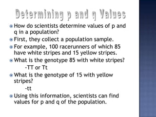  How   do scientists determine values of p and
  q in a population?
 First, they collect a population sample.
 For example, 100 racerunners of which 85
  have white stripes and 15 yellow stripes.
 What is the genotype 85 with white stripes?
       -TT or Tt
 What is the genotype of 15 with yellow
  stripes?
       -tt
 Using this information, scientists can find
  values for p and q of the population.
 