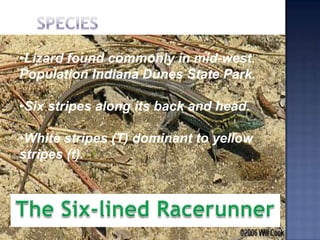 •Lizard found commonly in mid-west.
Population Indiana Dunes State Park.

•Six stripes along its back and head.

•White stripes (T) dominant to yellow
stripes (t).
 