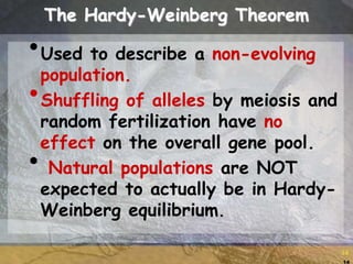14
14
The Hardy-Weinberg Theorem
•Used to describe a non-evolving
population.
•Shuffling of alleles by meiosis and
random fertilization have no
effect on the overall gene pool.
• Natural populations are NOT
expected to actually be in Hardy-
Weinberg equilibrium.
 