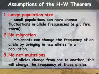 16
16
Assumptions of the H-W Theorem
1.Large population size
- small populations can have chance
fluctuations in allele frequencies (e.g., fire,
storm).
2.No migration
- immigrants can change the frequency of an
allele by bringing in new alleles to a
population.
3.No net mutations
- if alleles change from one to another, this
will change the frequency of those alleles
 