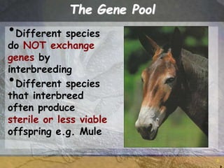 3
3
The Gene Pool
•Different species
do NOT exchange
genes by
interbreeding
•Different species
that interbreed
often produce
sterile or less viable
offspring e.g. Mule
 