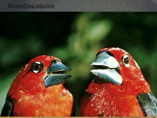 31
31
Diversifying selection
 