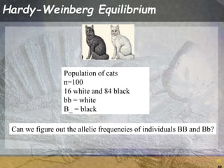 42
42
Hardy-Weinberg Equilibrium
Population of cats
n=100
16 white and 84 black
bb = white
B_ = black
Can we figure out the allelic frequencies of individuals BB and Bb?
 