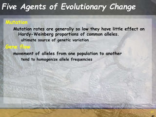 47
47
Five Agents of Evolutionary Change
Mutation
Mutation rates are generally so low they have little effect on
Hardy-Weinberg proportions of common alleles.
ultimate source of genetic variation
Gene flow
movement of alleles from one population to another
tend to homogenize allele frequencies
 