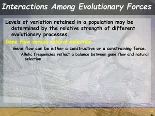 54
54
Interactions Among Evolutionary Forces
Levels of variation retained in a population may be
determined by the relative strength of different
evolutionary processes.
Gene flow versus natural selection
Gene flow can be either a constructive or a constraining force.
Allelic frequencies reflect a balance between gene flow and natural
selection.
 