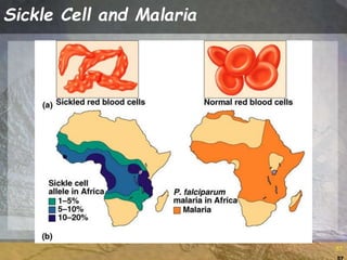57
57
Sickle Cell and Malaria
 