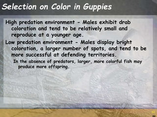 62
62
Selection on Color in Guppies
High predation environment - Males exhibit drab
coloration and tend to be relatively small and
reproduce at a younger age.
Low predation environment - Males display bright
coloration, a larger number of spots, and tend to be
more successful at defending territories.
In the absence of predators, larger, more colorful fish may
produce more offspring.
 