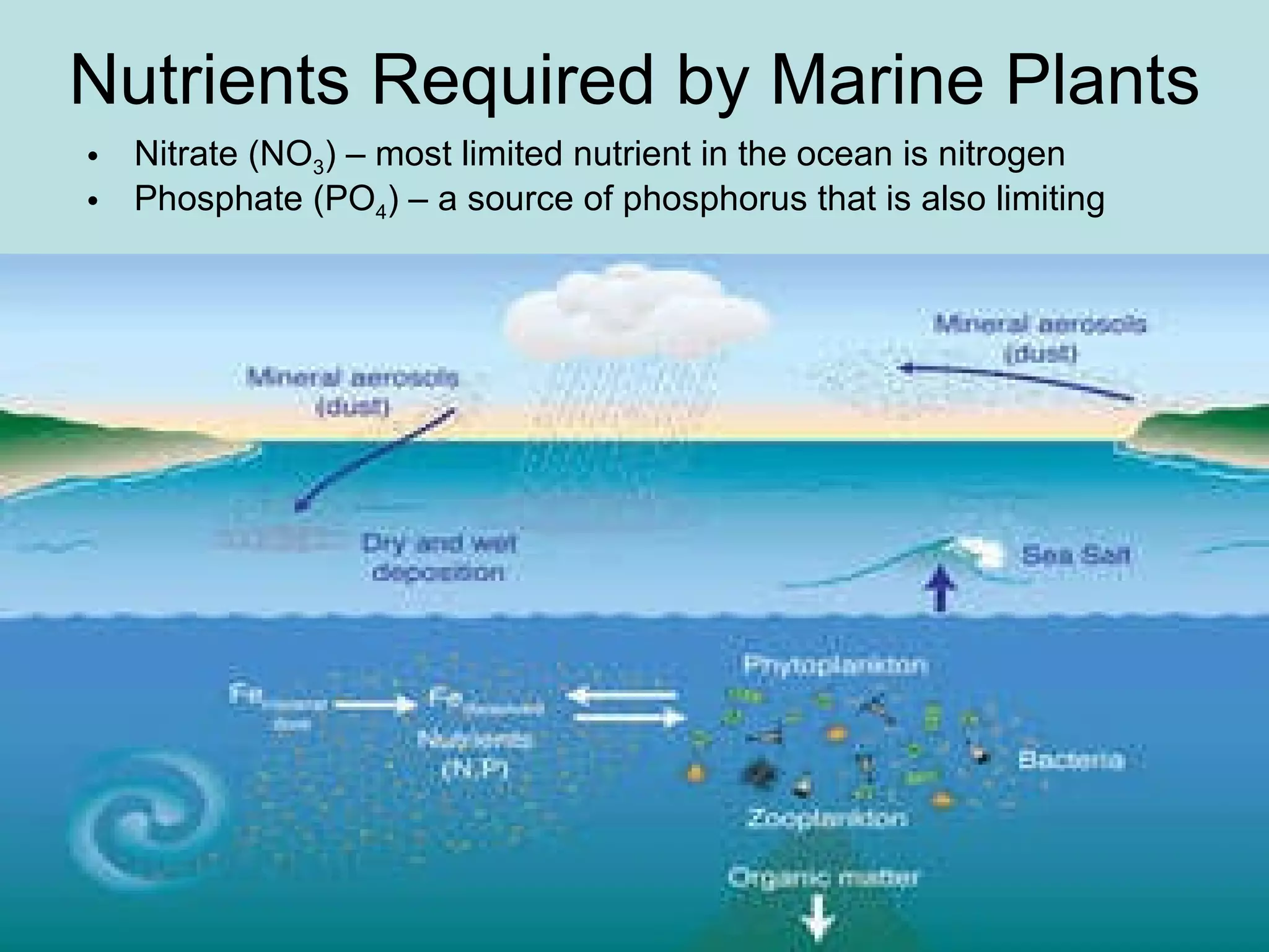 Nutrients Required by Marine Plants Nitrate (NO 3 ) – most limited nutrient in the ocean is nitrogen Phosphate (PO 4 ) – a source of phosphorus that is also limiting 