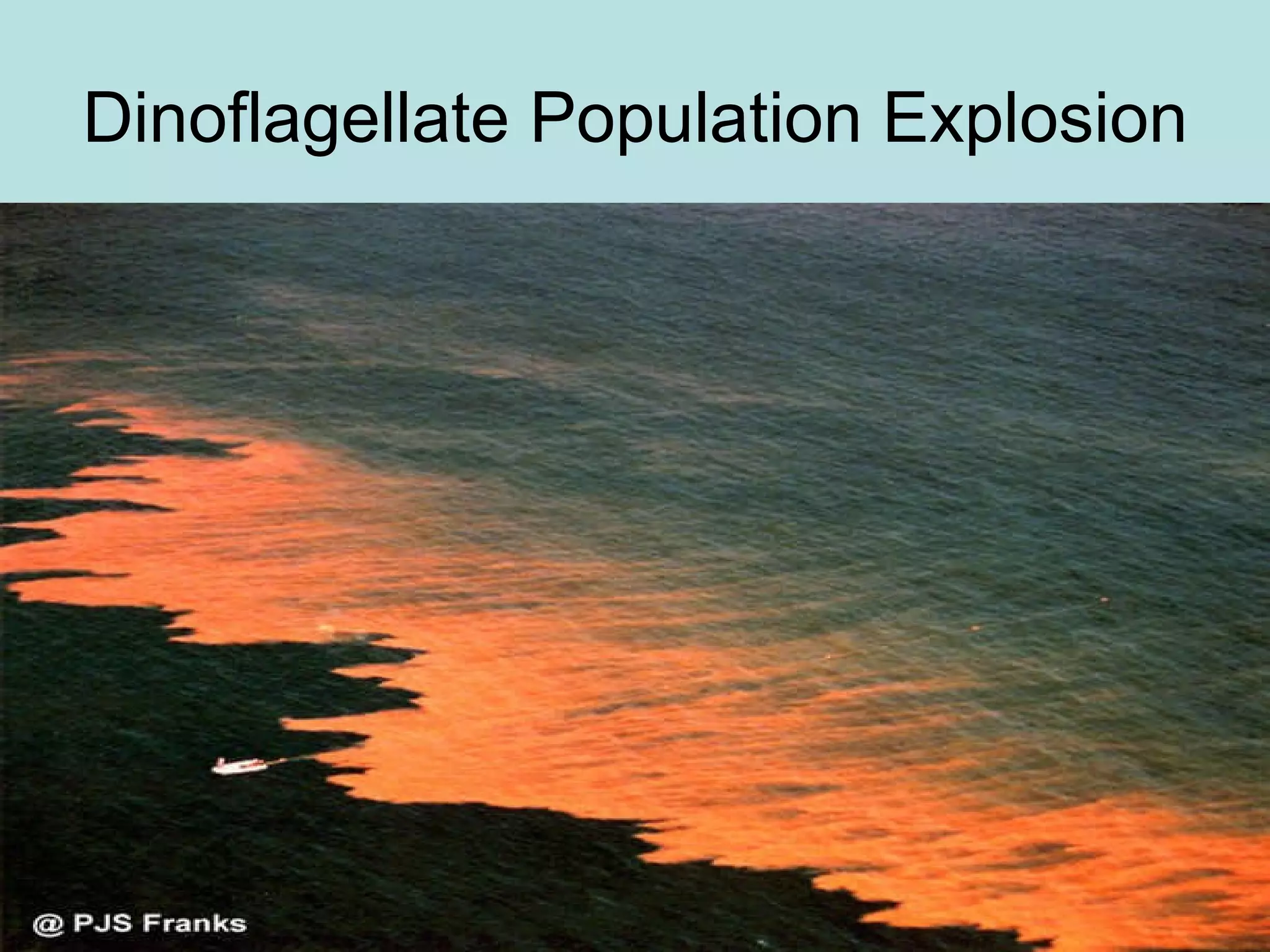 Dinoflagellate Population Explosion 