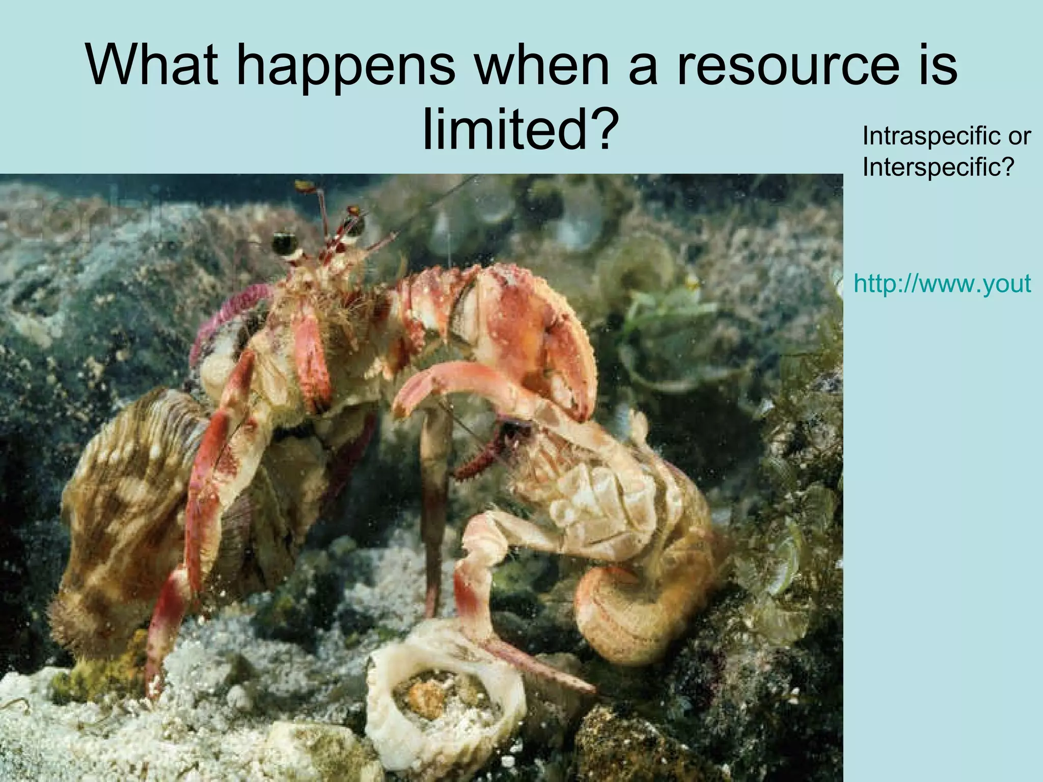 What happens when a resource is limited? Intraspecific or Interspecific? http://www.youtube.com/watch?v=0jZe_VGLRYI   