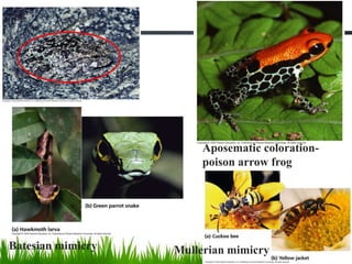 Aposematic coloration-
poison arrow frog
Batesian mimicry Mullerian mimicry
 
