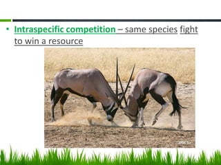 • Intraspecific competition – same species fight
to win a resource
 
