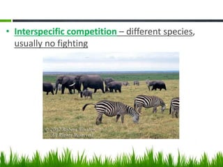 • Interspecific competition – different species,
usually no fighting
 