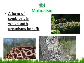 4b)
Mutualism
• A form of
symbiosis in
which both
organisms benefit
 