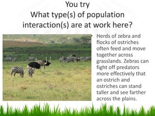 You try
What type(s) of population
interaction(s) are at work here?
• Herds of zebra and
flocks of ostriches
often feed and move
together across
grasslands. Zebras can
fight off predators
more effectively that
an ostrich and
ostriches can stand
taller and see farther
across the plains.
 