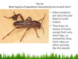 You try
What type(s) of population interaction(s) are at work here?
• False scorpions
are very tiny and
feed on small
insects
• They have no
means of travel
except their very
short legs, so
sometimes they
hitch rides on
other animals,
like this beetle
 