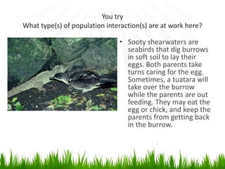You try
What type(s) of population interaction(s) are at work here?
• Sooty shearwaters are
seabirds that dig burrows
in soft soil to lay their
eggs. Both parents take
turns caring for the egg.
Sometimes, a tuatara will
take over the burrow
while the parents are out
feeding. They may eat the
egg or chick, and keep the
parents from getting back
in the burrow.
 