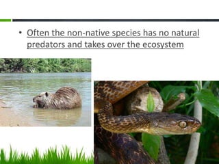 • Often the non-native species has no natural
predators and takes over the ecosystem
 