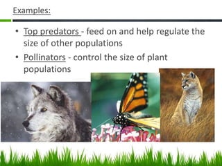 Examples:
• Top predators - feed on and help regulate the
size of other populations
• Pollinators - control the size of plant
populations
 