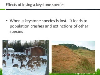 Effects of losing a keystone species
• When a keystone species is lost - it leads to
population crashes and extinctions of other
species
 