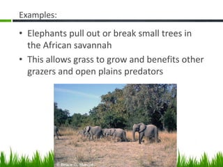 Examples:
• Elephants pull out or break small trees in
the African savannah
• This allows grass to grow and benefits other
grazers and open plains predators
 