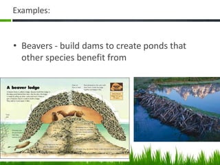 Examples:
• Beavers - build dams to create ponds that
other species benefit from
 