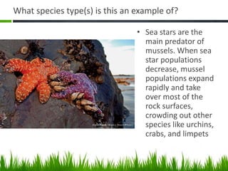 What species type(s) is this an example of?
• Sea stars are the
main predator of
mussels. When sea
star populations
decrease, mussel
populations expand
rapidly and take
over most of the
rock surfaces,
crowding out other
species like urchins,
crabs, and limpets
 