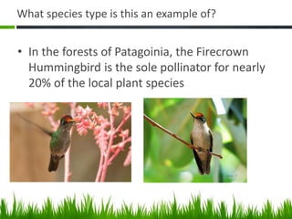 What species type is this an example of?
• In the forests of Patagoinia, the Firecrown
Hummingbird is the sole pollinator for nearly
20% of the local plant species
 