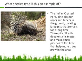 What species type is this an example of?
• The Indian Crested
Porcupine digs for
roots and tubers in
the ground, creating
large pits that remain
for a long time.
These pits fill with
dead organic matter
and make small
patches of fertilizer
that help more trees
grow in the area
 