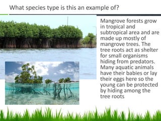 What species type is this an example of?
• Mangrove forests grow
in tropical and
subtropical area and are
made up mostly of
mangrove trees. The
tree roots act as shelter
for small organisms
hiding from predators.
Many aquatic animals
have their babies or lay
their eggs here so the
young can be protected
by hiding among the
tree roots
 