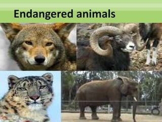 Endangered animals
 