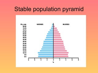 Stable population pyramid 
