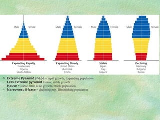 population_pyramid nice ppt age structure diagrams ppt | PPT